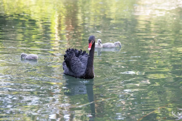 Černá labuť zblízka plave v jezeře — Stock fotografie