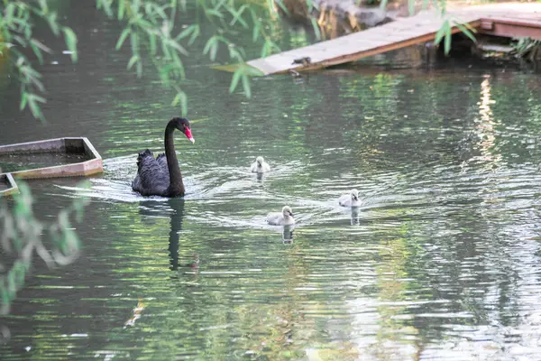 Negro cisne primer plano nada en el lago — Foto de Stock
