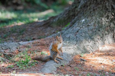 Kırmızı sincap, ağacın kenarında oturuyor.