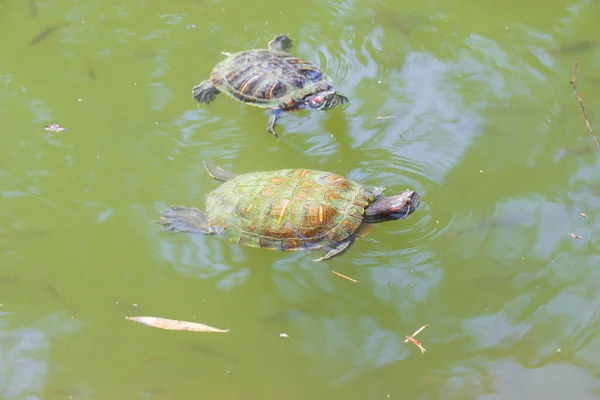 Tortue nage dans l'eau verte de près — Photo