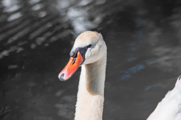 Krásná bílá labuť zblízka v jezeře — Stock fotografie