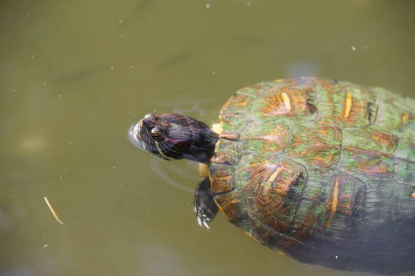 Kaplumbağa yeşil suda yüzer. Yaklaş.