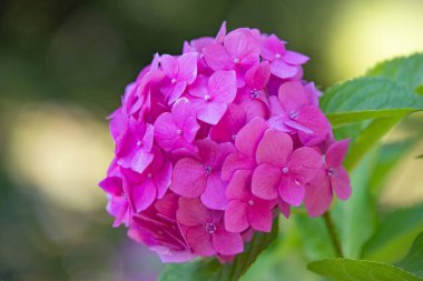 Pembe çiçek ortancaları yeşilliklerle kaplıdır