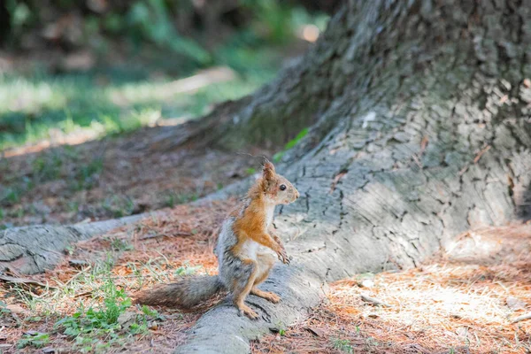 Kırmızı sincap, ağacın kenarında oturuyor.