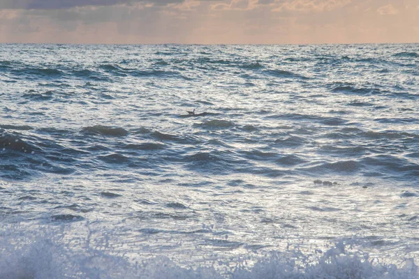 Storm på havet i solnedgångens strålar stora vågor, spray — Stockfoto