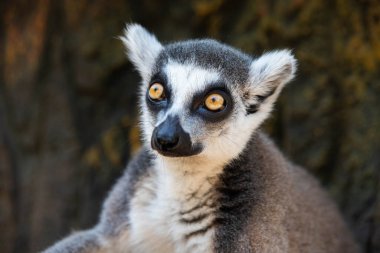 Madagaskar lemuru, sarı gözlü. Yaklaş.