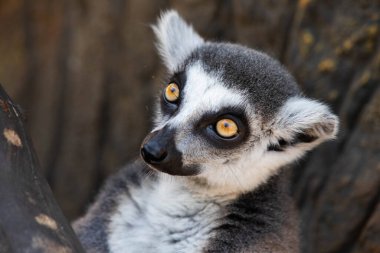 Madagaskar lemuru, sarı gözlü. Yaklaş.