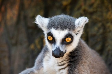 Madagaskar lemuru, sarı gözlü. Yaklaş.