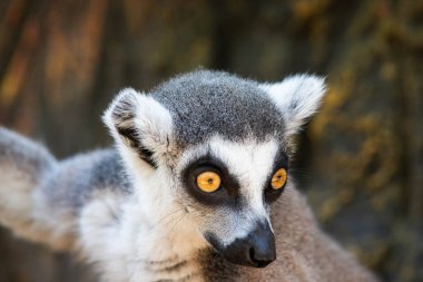 Madagaskar lemuru, sarı gözlü. Yaklaş.