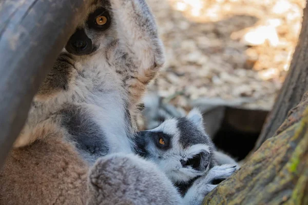 Madagaskar lemurları, bebekli anne yakın plan