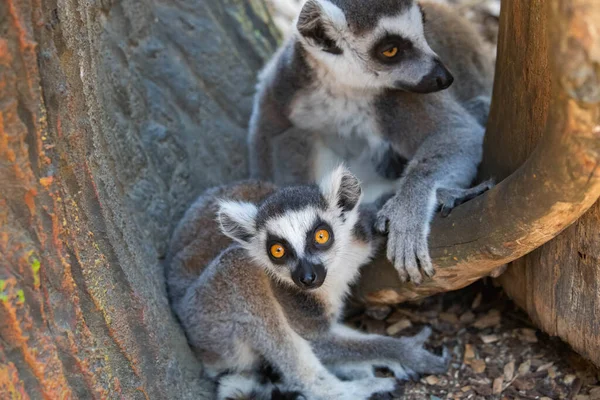 Madagaskar lemurları, bebekli anne yakın plan