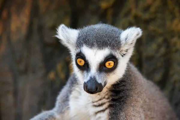 Madagaskar lemuru, sarı gözlü. Yaklaş.