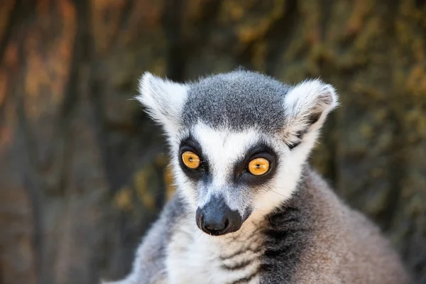 Madagaskar lemuru, sarı gözlü. Yaklaş.