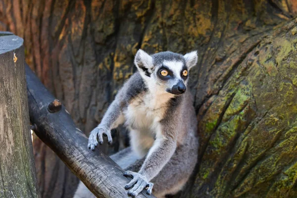 Lémur de Madagascar con ojos amarillos de cerca — Foto de Stock