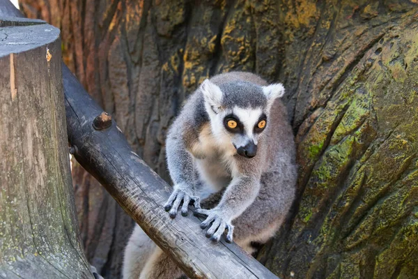 Madagaskar lemur z żółtymi oczami zbliżenie — Zdjęcie stockowe