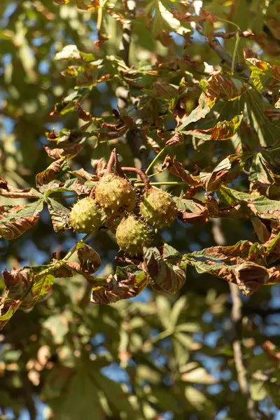 Şube birkaç olgunlaşması kestane ağacı