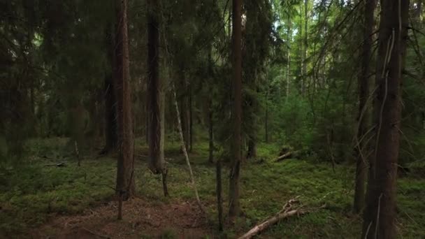 Dark Spruce Forest Flight Quadrocopter Fir Forest — Stock video