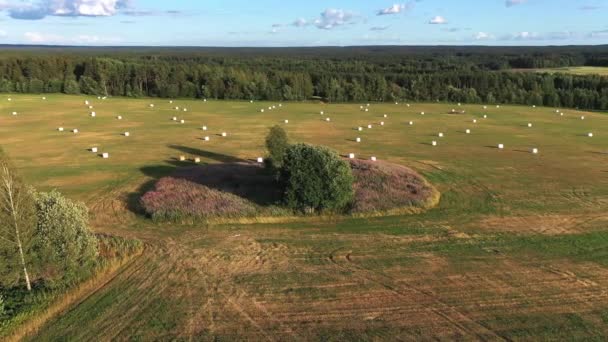 Volando Sobre Campo Biselado Hermoso Paisaje Con Campo Cosechado Quadrocopter — Vídeo de stock