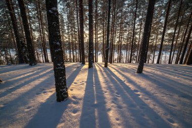Ağaçlar Gölü kıyısında kış ahşap tonları