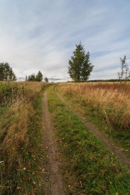 bir ağaç eğik bir alanıyla sonbahar yolda
