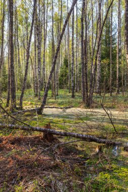 Bahar, güneş ahşap. Bir bahar manzara