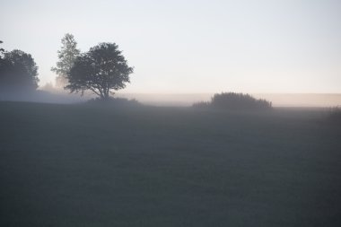 Orman sahasının sabah erken, sisli, yaz