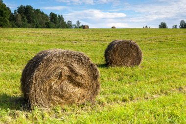 haystacks alan