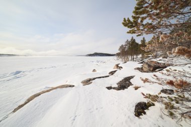 Donmuş ağaçlar kış deniz Barents kar kıyısında