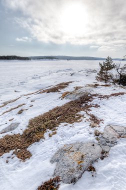 Donmuş ağaçlar kış deniz Barents kar kıyısında
