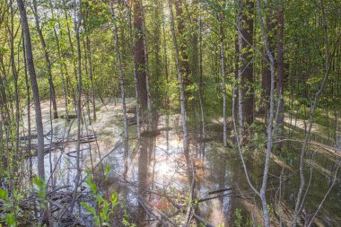 Bahar ahşap su bastı. Yüksek su.