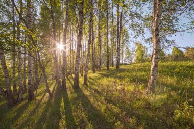 bir birch bahar koru.