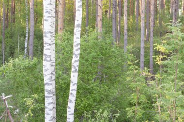 ahşap karşı huş ağacı.