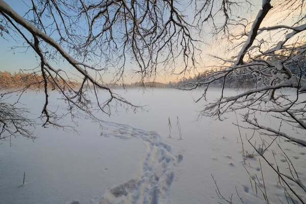 Zmrazené zimní jezero v lese pod sněhem — Stock fotografie