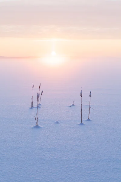 雪下の木材凍結する冬湖 — ストック写真