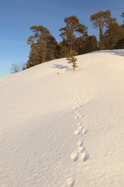 Bir tavşan karda iz
