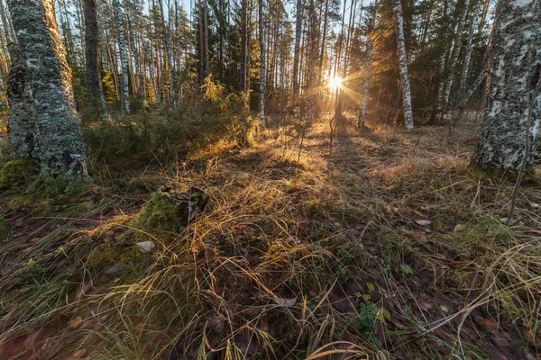 Autumn wood in solar weather — Stock Photo, Image
