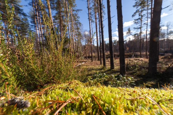 Autumn drewno przy słonecznej pogodzie — Zdjęcie stockowe