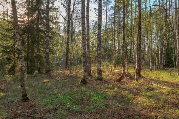 Spring, solar wood. A spring landscape — Stock Photo, Image