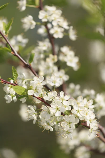 Fiori di ciliegio — Foto Stock