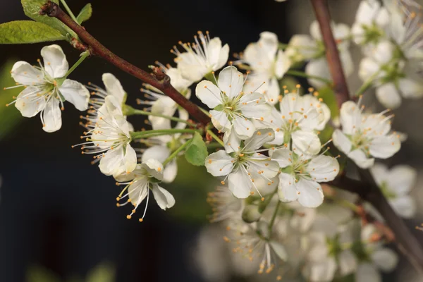 Fiori di ciliegio — Foto Stock