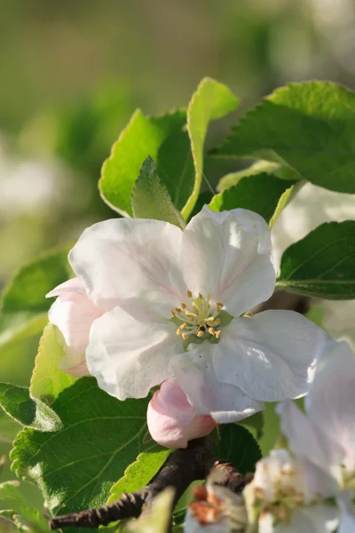 Apple-tree flowers — Stock Photo, Image