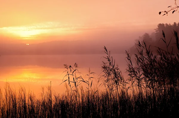 Mlha, dřevo jezero podzimu, v tiché ráno — Stock fotografie