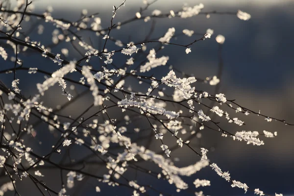 Bare branches in hoarfrost, background — Stock Photo, Image