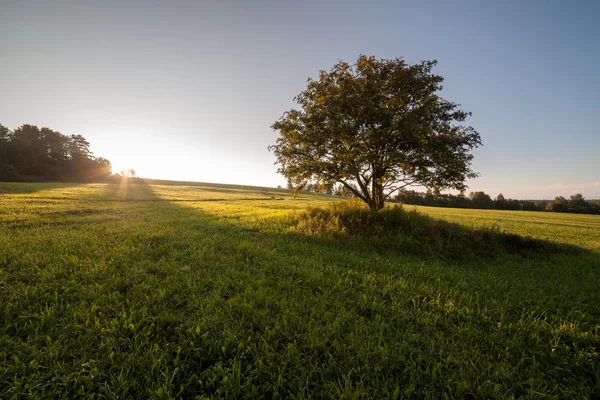 日の出のフィールドの単一のツリー — ストック写真