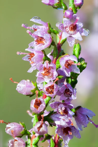 Fiori di erica. lat. Calluna — Foto Stock