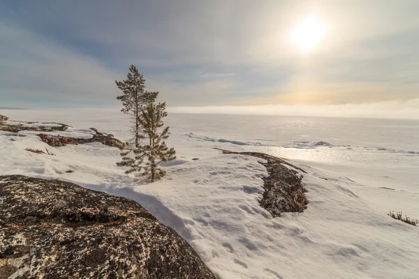 Заморожені дерева на сніговому узбережжі зимового моря Баренц — стокове фото