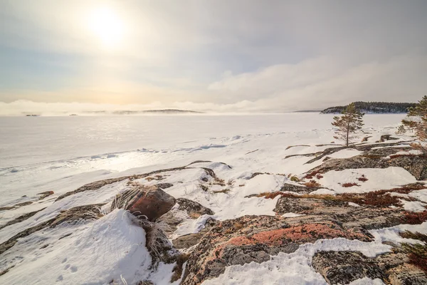 Gli alberi congelati su costa di neve del mare invernale Barents — Foto Stock