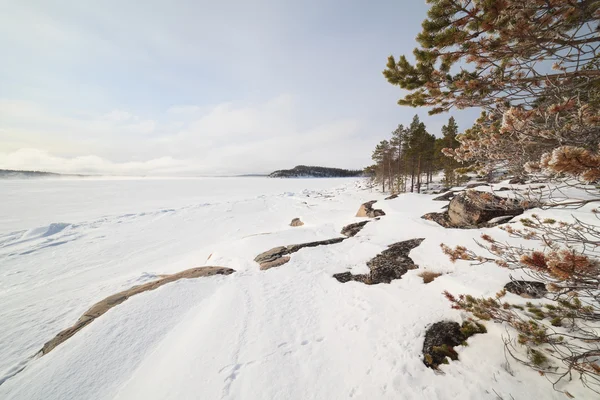 A fagyasztott fák, a hó a téli Barents-tenger partja — Stock Fotó