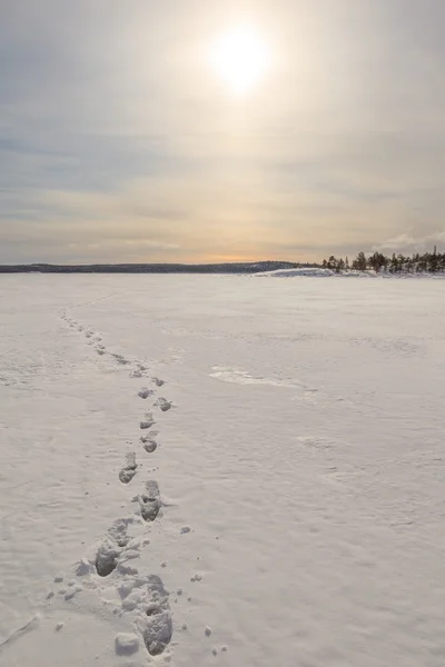 Vestígios em neve do mar congelado — Fotografia de Stock