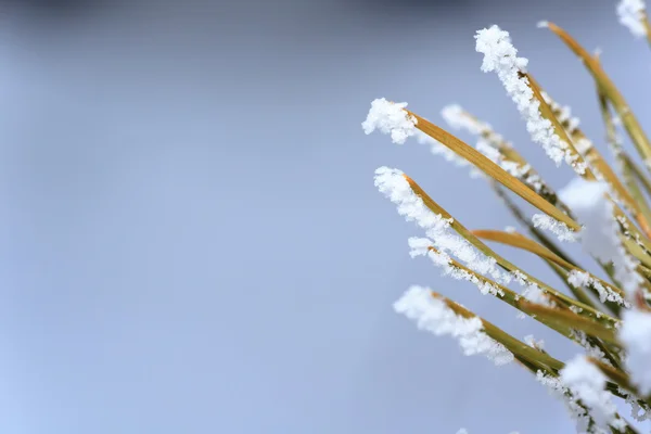 Pine needles in hoarfrost.  natural background — Stock Photo, Image